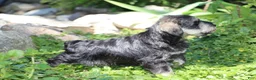 Miniature Schnauzer dogs for sale: Tucker - Ad 9