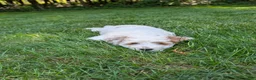 Mini Goldendoodle dogs for sale: Carter - Ad 8