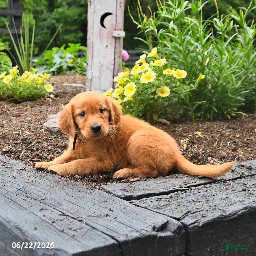 Golden Retriever dogs Royal - Ad 2