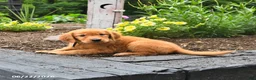 Golden Retriever dogs for sale: Royal - Ad 2