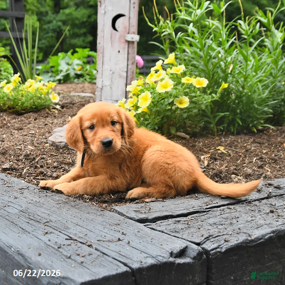 Golden Retriever dogs for sale: Royal - Ad 2