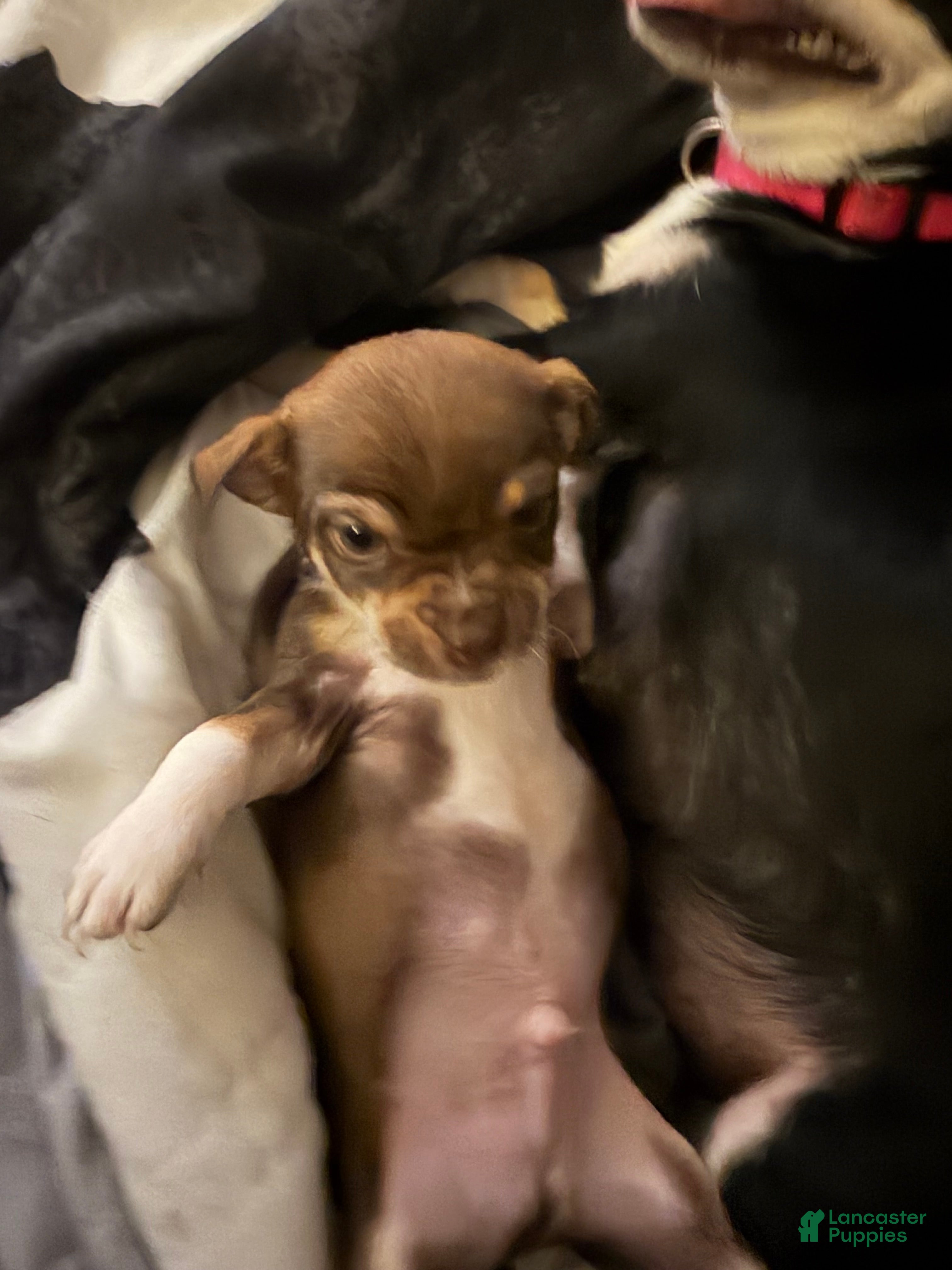 Chihuahua dogs Evel Knievel - Ad 2