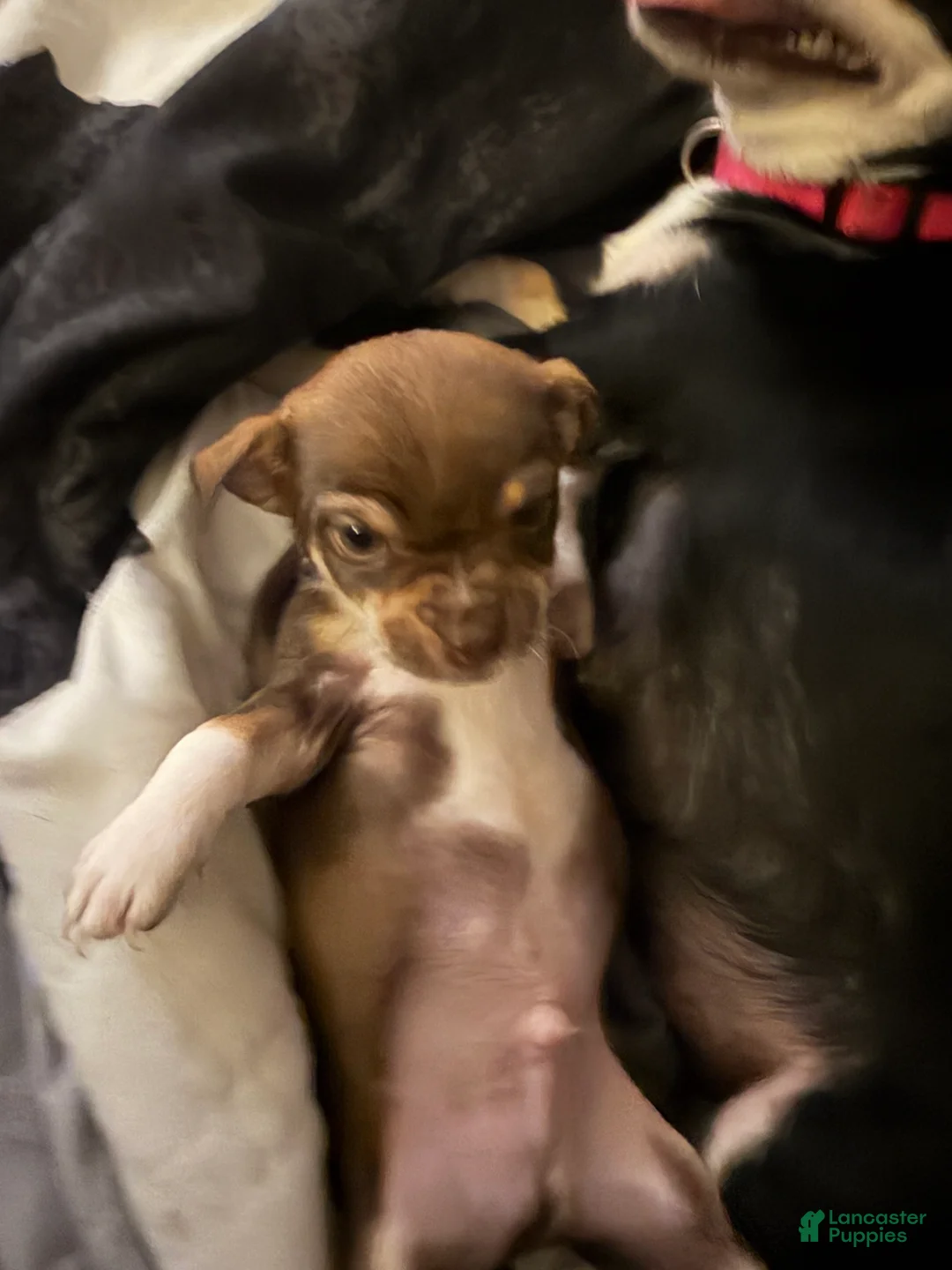 Chihuahua dogs for sale: Evel Knievel - Ad 2