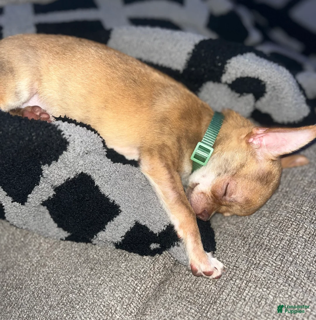 Chihuahua dogs for sale: Chihuahua Puppy 1 - Ad 4