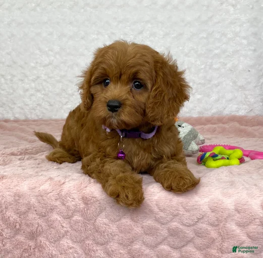 Gallery Image {{count}}