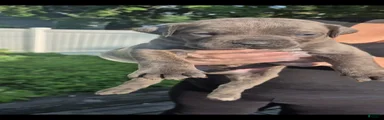 Cane Corso 4