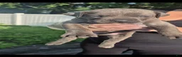 Cane Corso dogs for sale: Cane Corso 4 - Ad 1