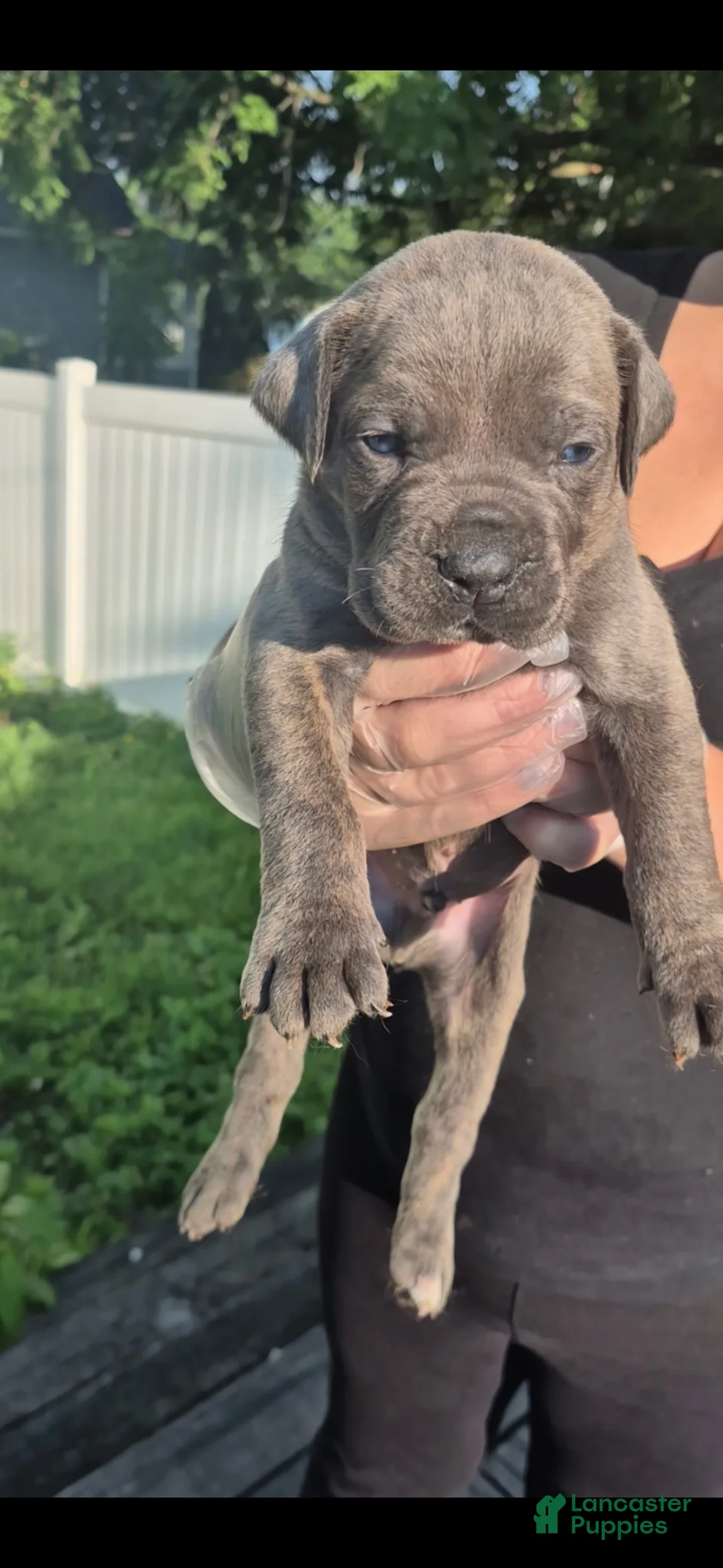Cane Corso dogs for sale: Cane Corso 4 - Ad 1