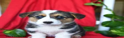 Welsh Corgi Pembroke dogs for sale: Candy - Ad 3