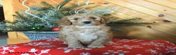 Mini Goldendoodle dogs for sale: Selena - Ad 5