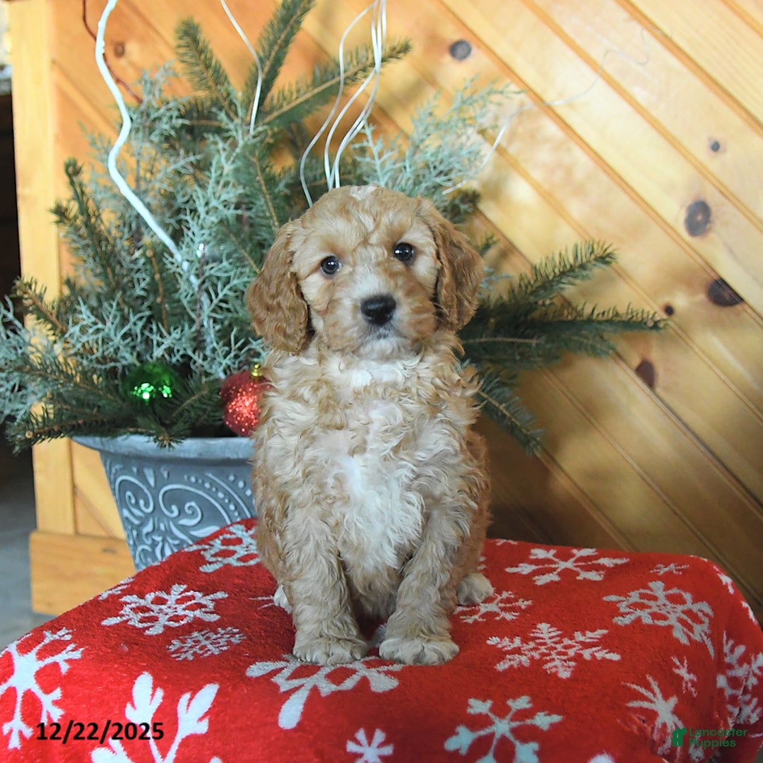 Mini Goldendoodle dogs for sale: Selena - Ad 5