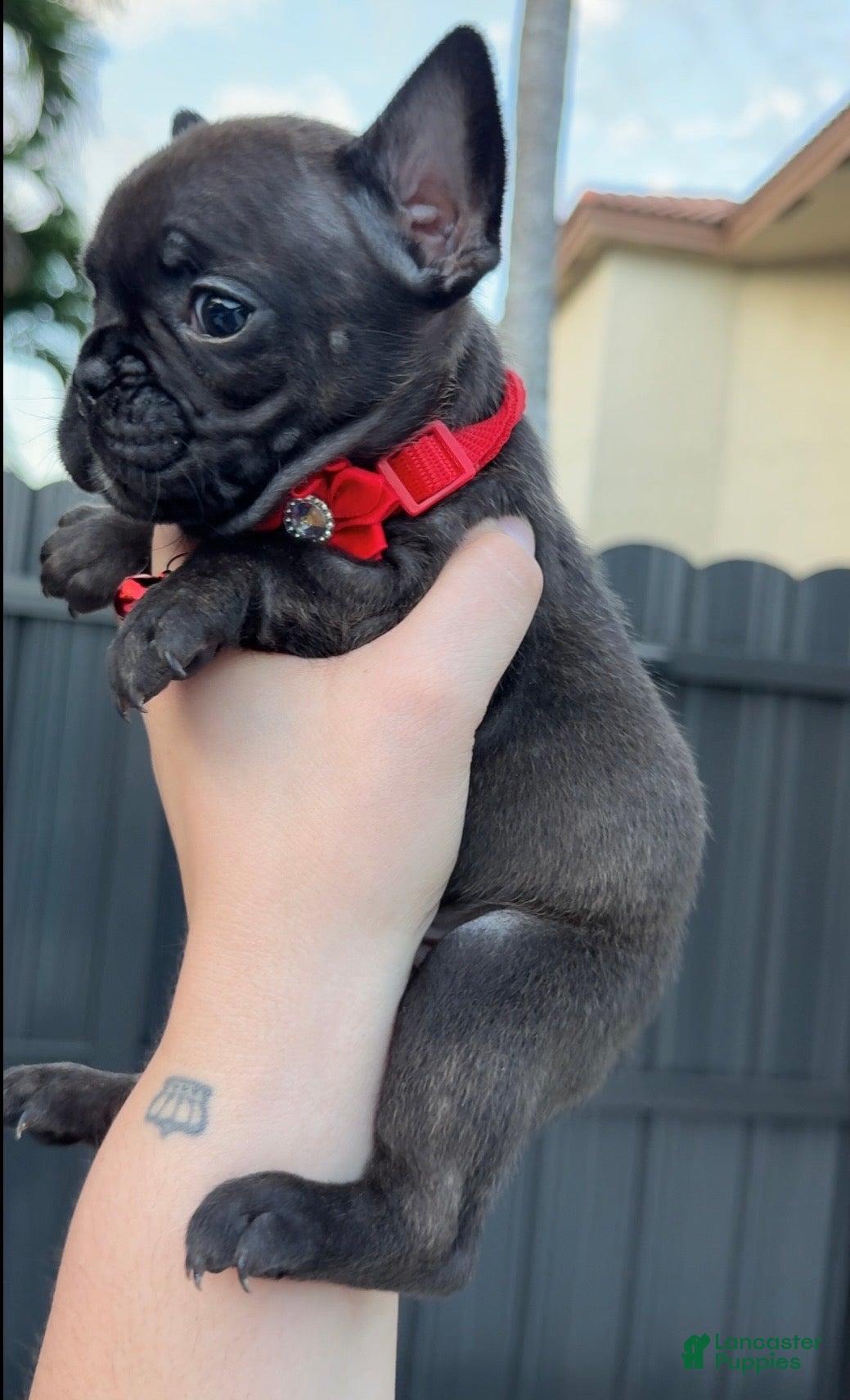 French Bulldog dogs Nyx - Ad 2