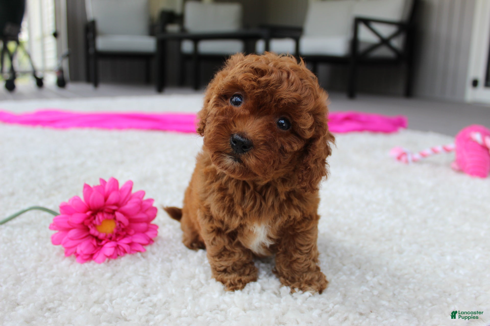 Cavapoochon dogs Molly - Ad 2
