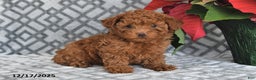Bichpoo dogs for sale: Ember - Ad 5