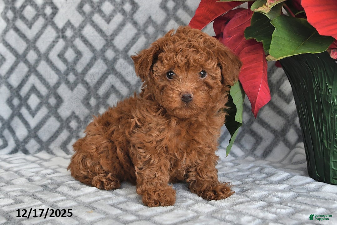 Bichpoo dogs for sale: Ember - Ad 5