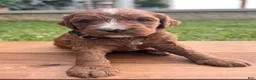 Irish Doodle dogs for sale: Maple - Ad 8