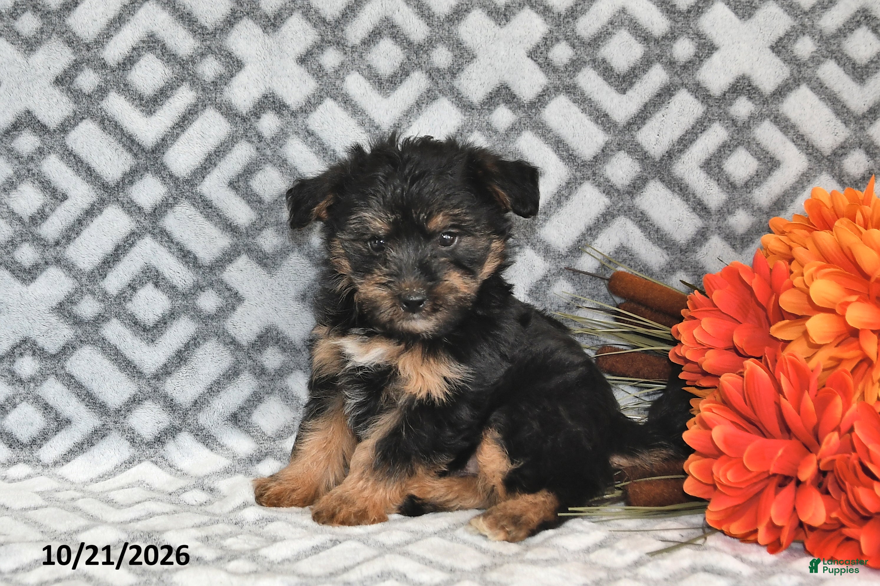Yorkiepoo dogs Theo - Ad 2