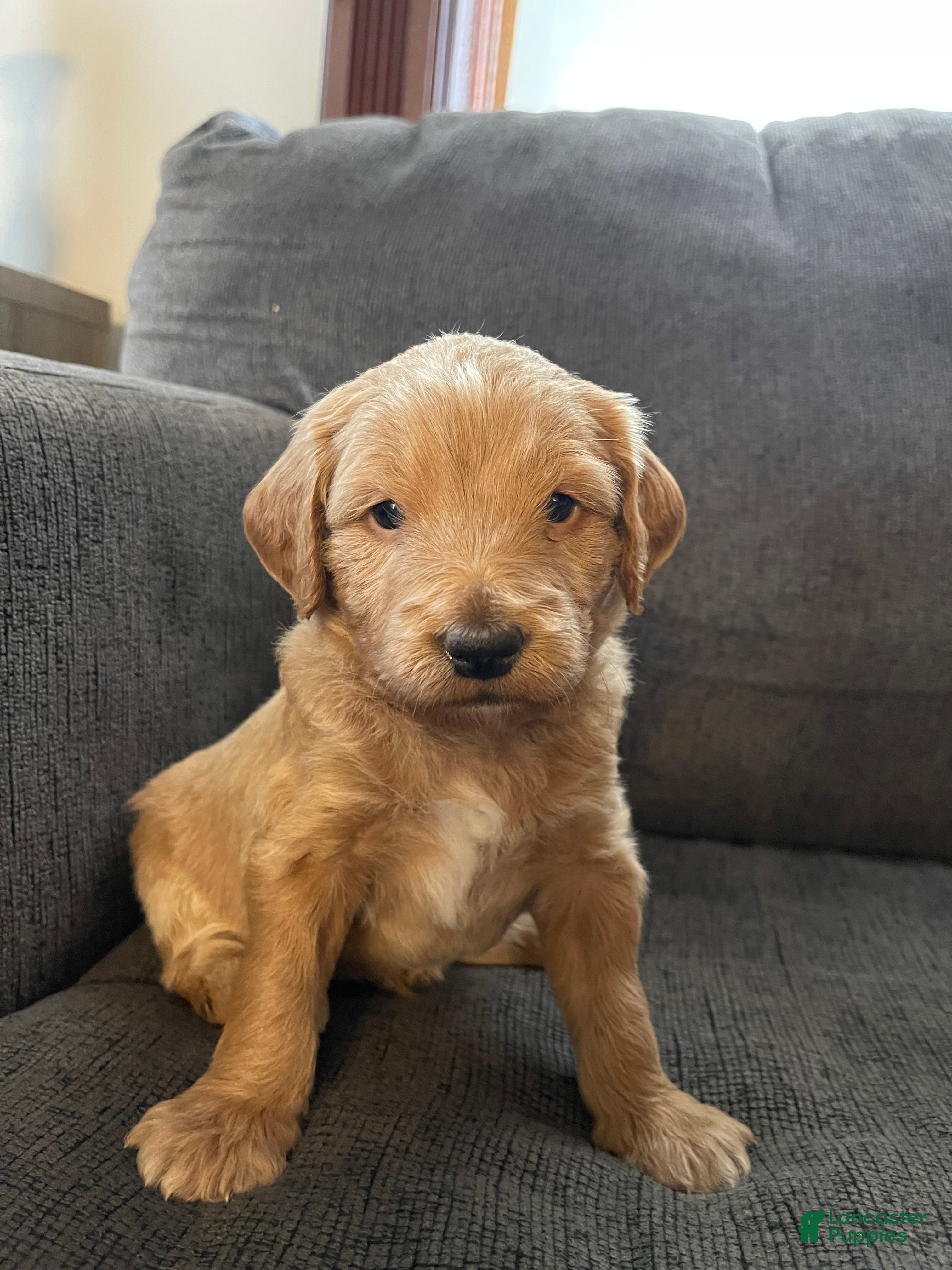 Mini Goldendoodle dogs Olaf - Ad 18