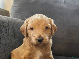 Mini Goldendoodle dogs Olaf - Ad 18