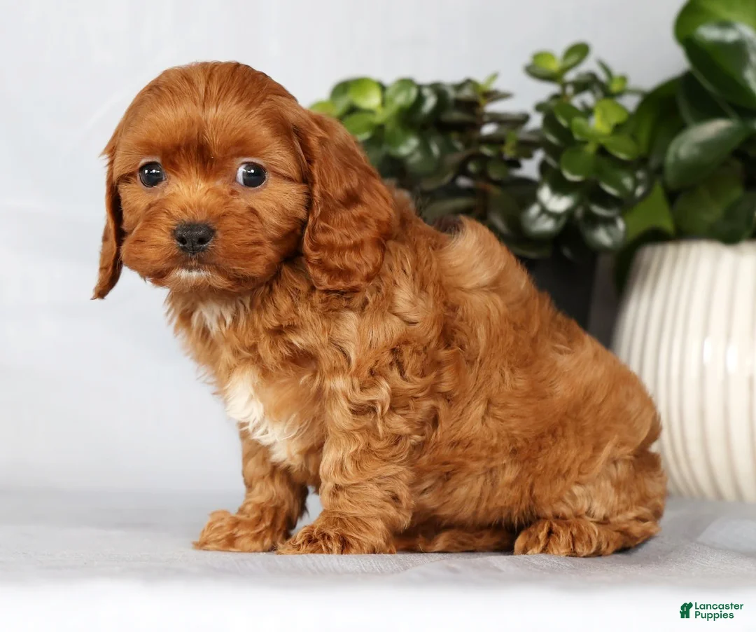 Cavapoo dogs for sale: Max - Ad 2