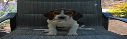 Beagle dogs for sale: Dallas - Ad 3