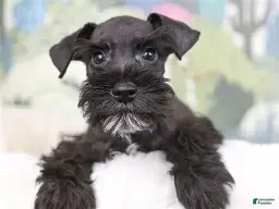 Miniature Schnauzer dogs Miniature Schnauzer 2 - Ad 4