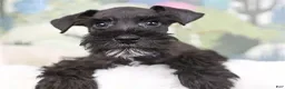 Miniature Schnauzer dogs for sale: Miniature Schnauzer 2 - Ad 1