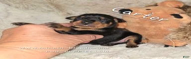 AKC Carter