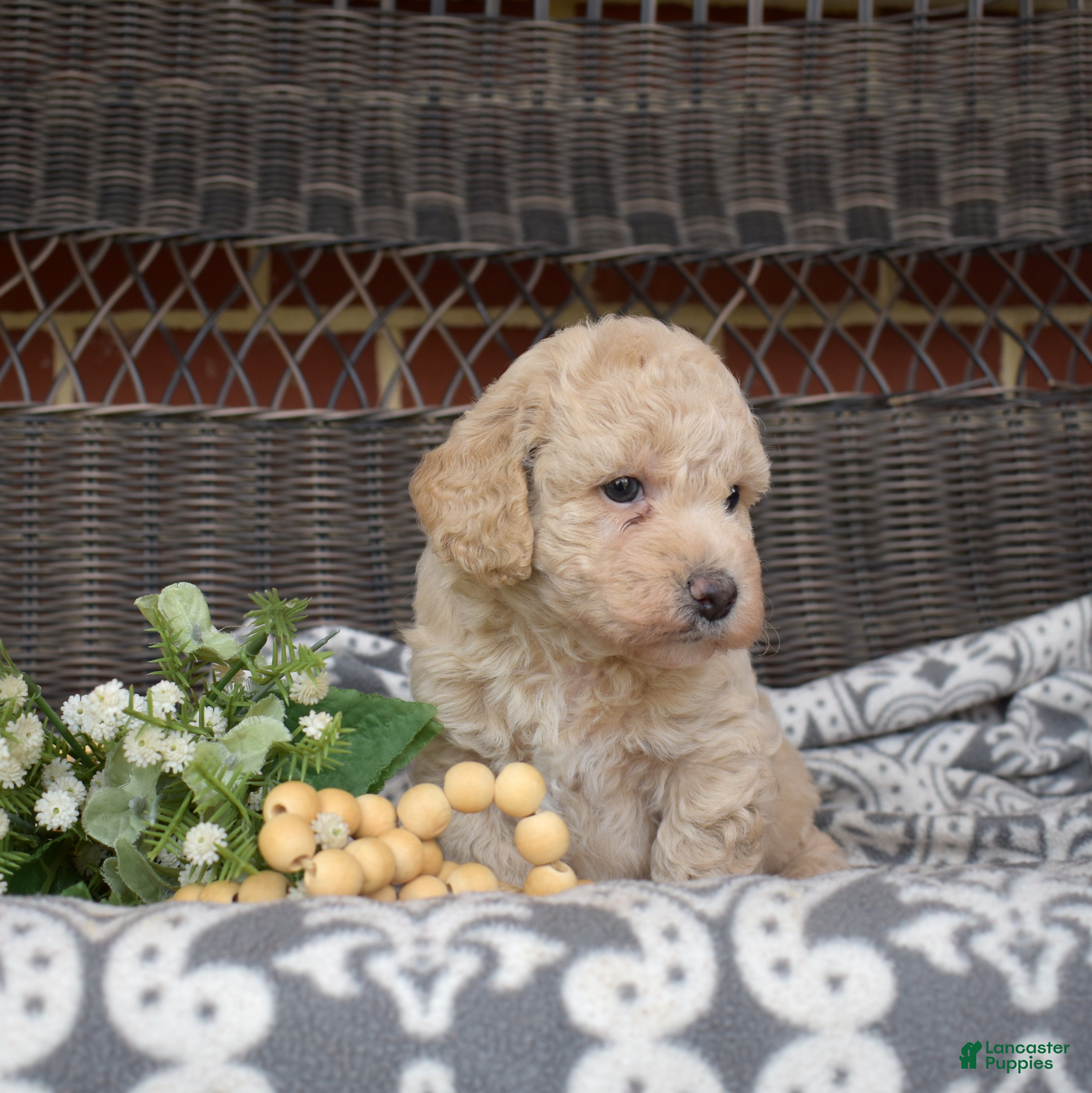 Bichpoo dogs Putter - Ad 2