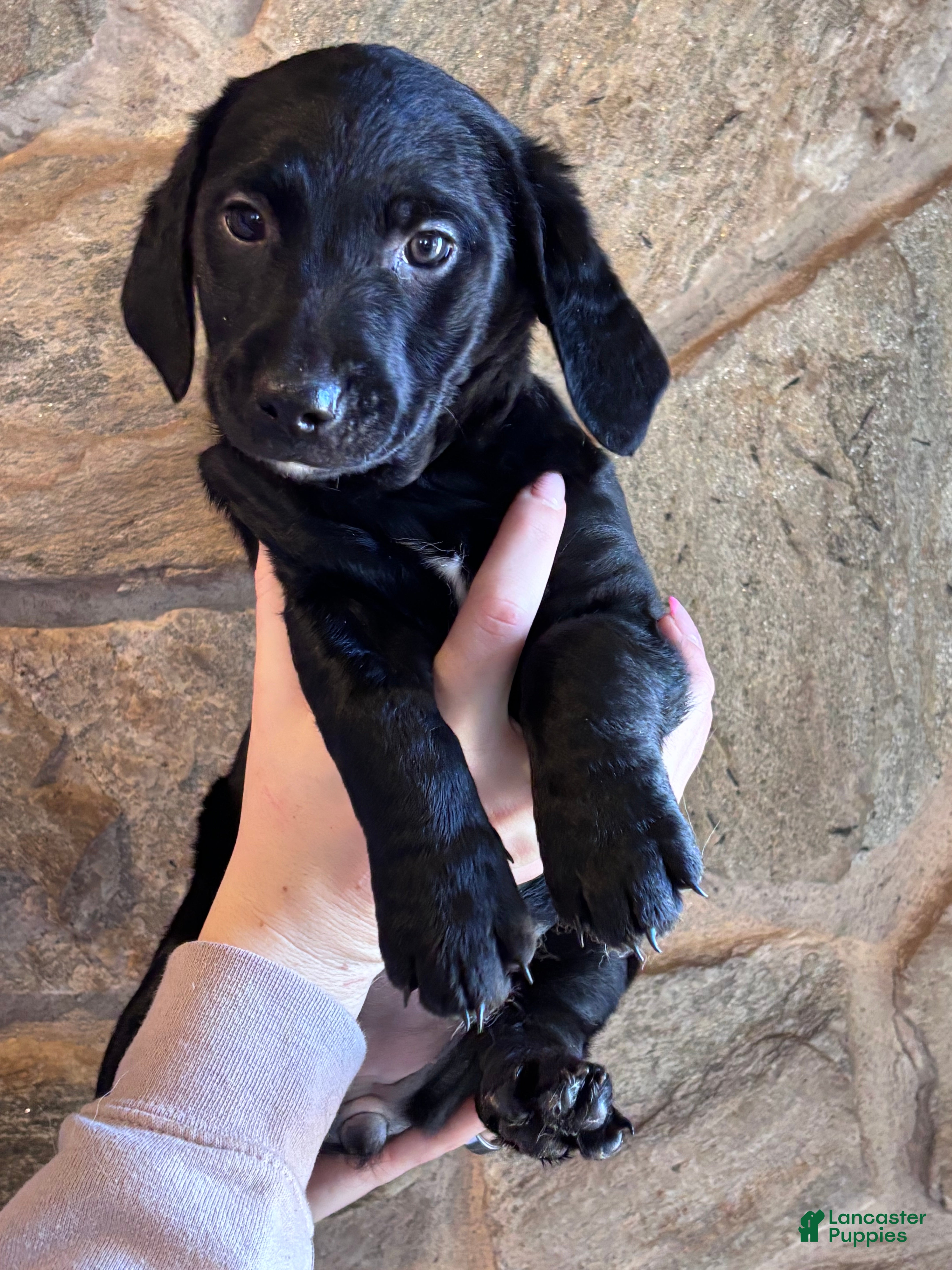 Mini Goldendoodle dogs Mini Goldendoodle Puppy 4 (Merida) - Ad 10