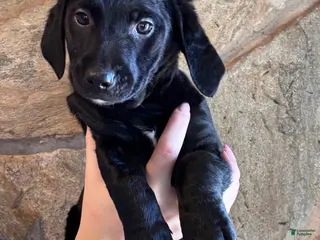 Mini Goldendoodle dogs Mini Goldendoodle Puppy 4 (Merida) - Ad 4