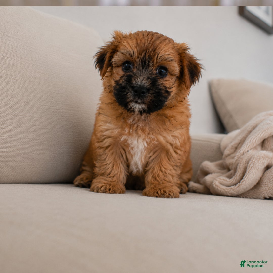 Morkie dogs for sale: Betty - Ad 3