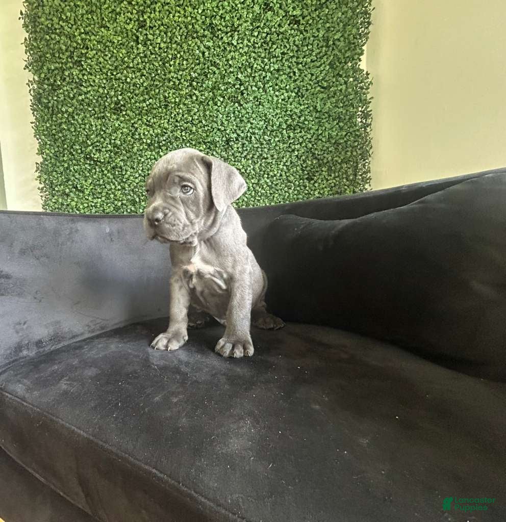 Cane Corso dogs Cane Corso Puppy 4 - Ad 4