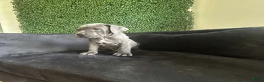 Cane Corso Puppy 4