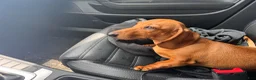 Miniature Dachshund dogs for sale: Mac - Ad 10