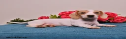 Miniature Dachshund dogs for sale: Cole  - Ad 4