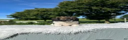 Doxiepoo dogs for sale: Clove - Ad 5