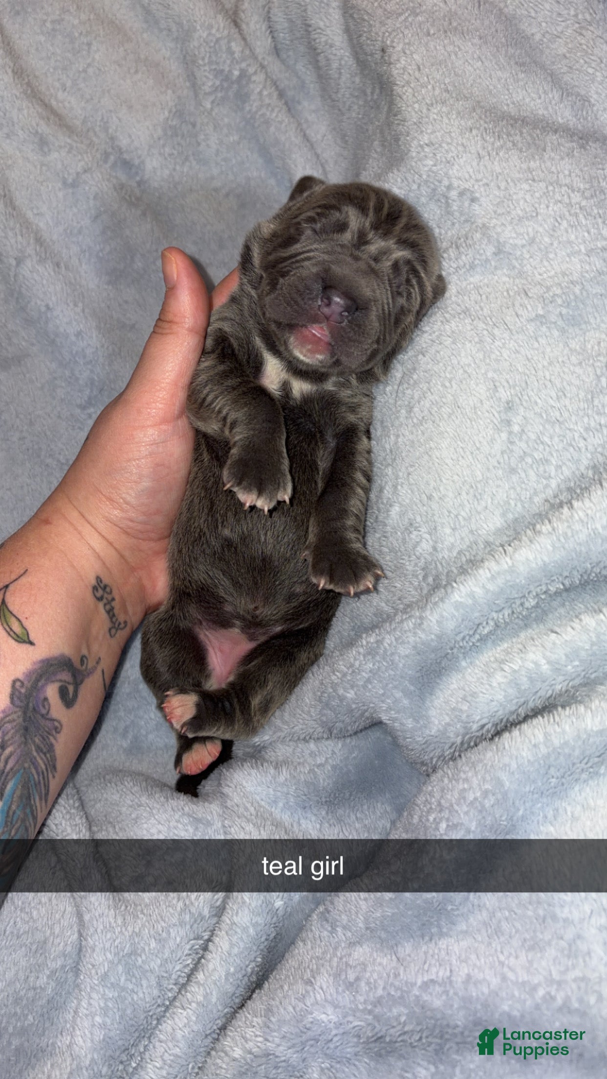 Cane Corso dogs Cane Corso 3 - Ad 1