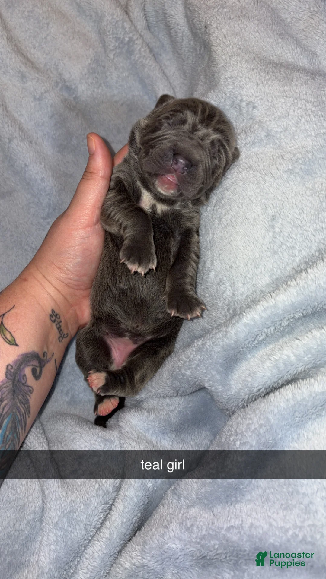 Cane Corso dogs for sale: Cane Corso 3 - Ad 1