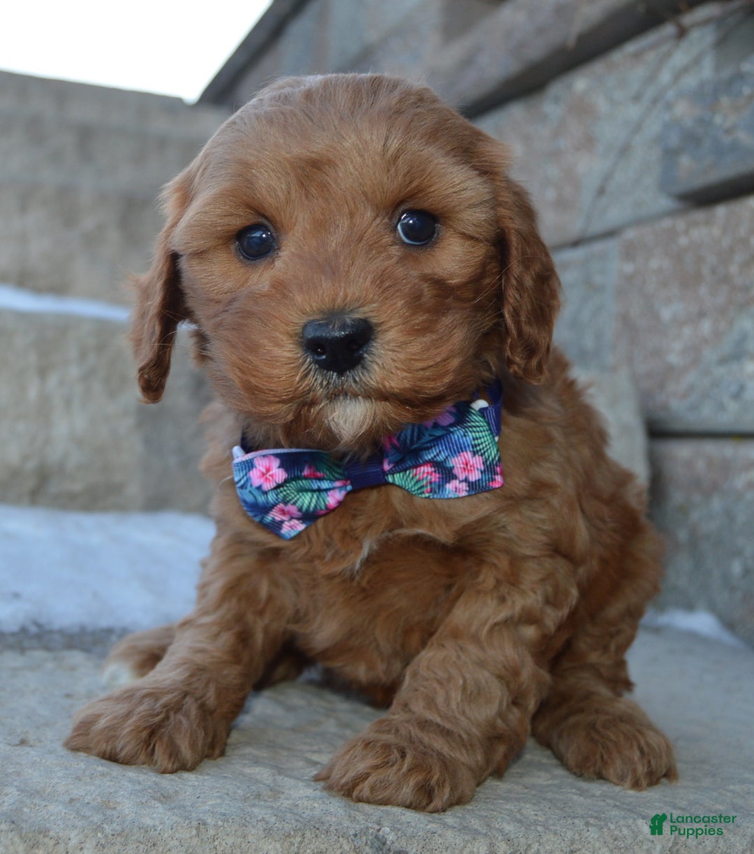 Cockapoo dogs for sale: Cora - Ad 3