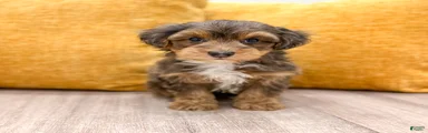 Tucker