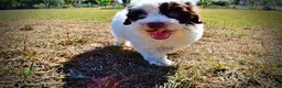 Havapoo dogs for sale: Nabisco - Ad 10