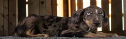 Catahoula Leopard Dog dogs for sale: Tracy II 2026 Male 2 - Ad 8