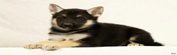 Gerberian Shepsky dogs for sale: Tom - Ad 4