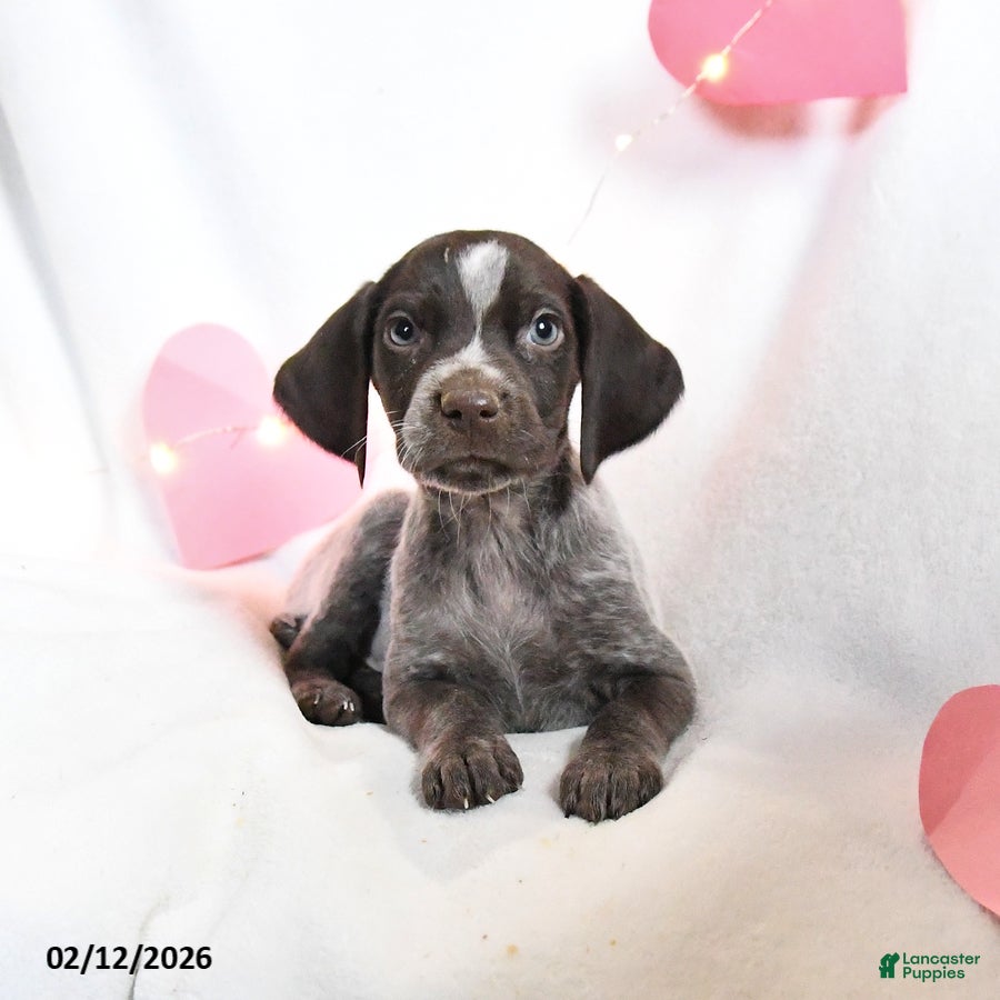 German Shorthaired Pointer dogs Ruby - Ad 1