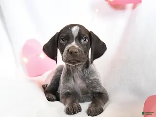 German Shorthaired Pointer dogs Ruby - Ad 1