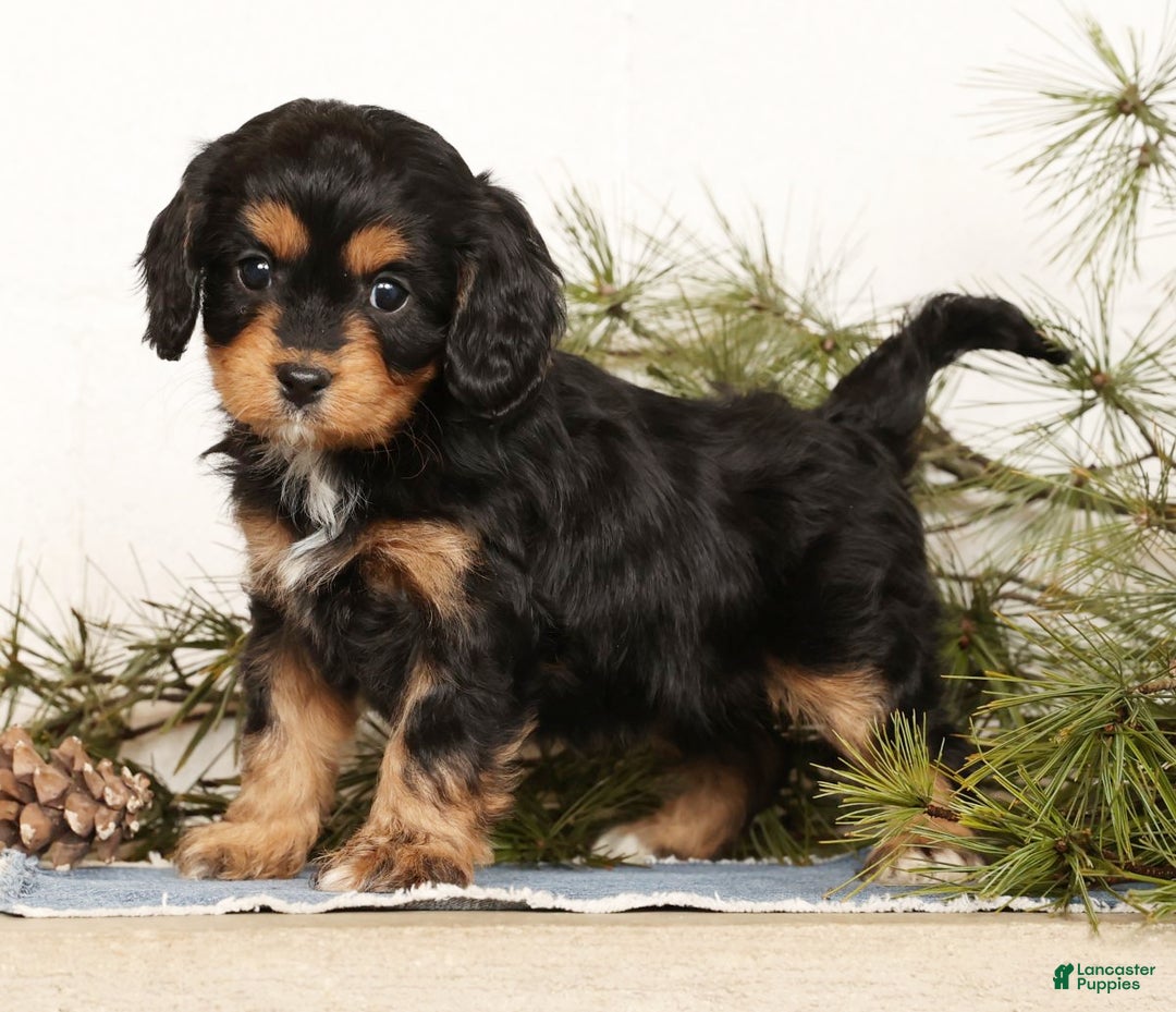 Cavapoo dogs for sale: Sennie - Ad 4