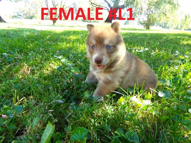 Siberian Husky dogs Siberian Husky female #1 - Ad 1