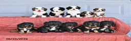 Mixed Breed dogs for sale: Munchkin  NoParti - Ad 5