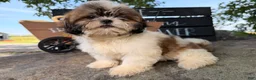 Shih Tzu dogs for sale: Queenie Shih Tzu  - Ad 11